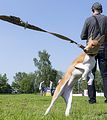 Basenji KSM Muenster 2014 (1073)